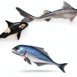 Alphabet Book Ocean Animals for Preschool and Charlesbridge Water-0